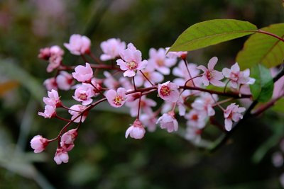 Prunus padus 'Colorata' - střemcha obecná - květenství a list